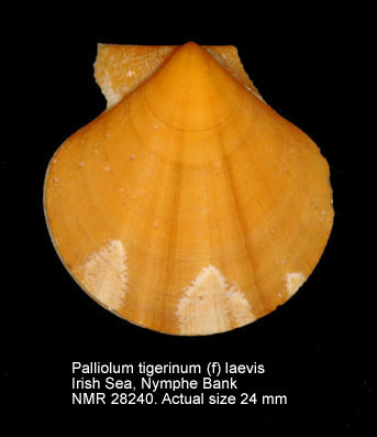 Palliolum tigerinum (f) laevis (3).jpg - Palliolum tigerinum (f) laevis(Pennant,1777)